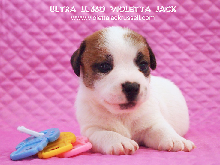  Ultra Lusso Diamante Violetta Jack