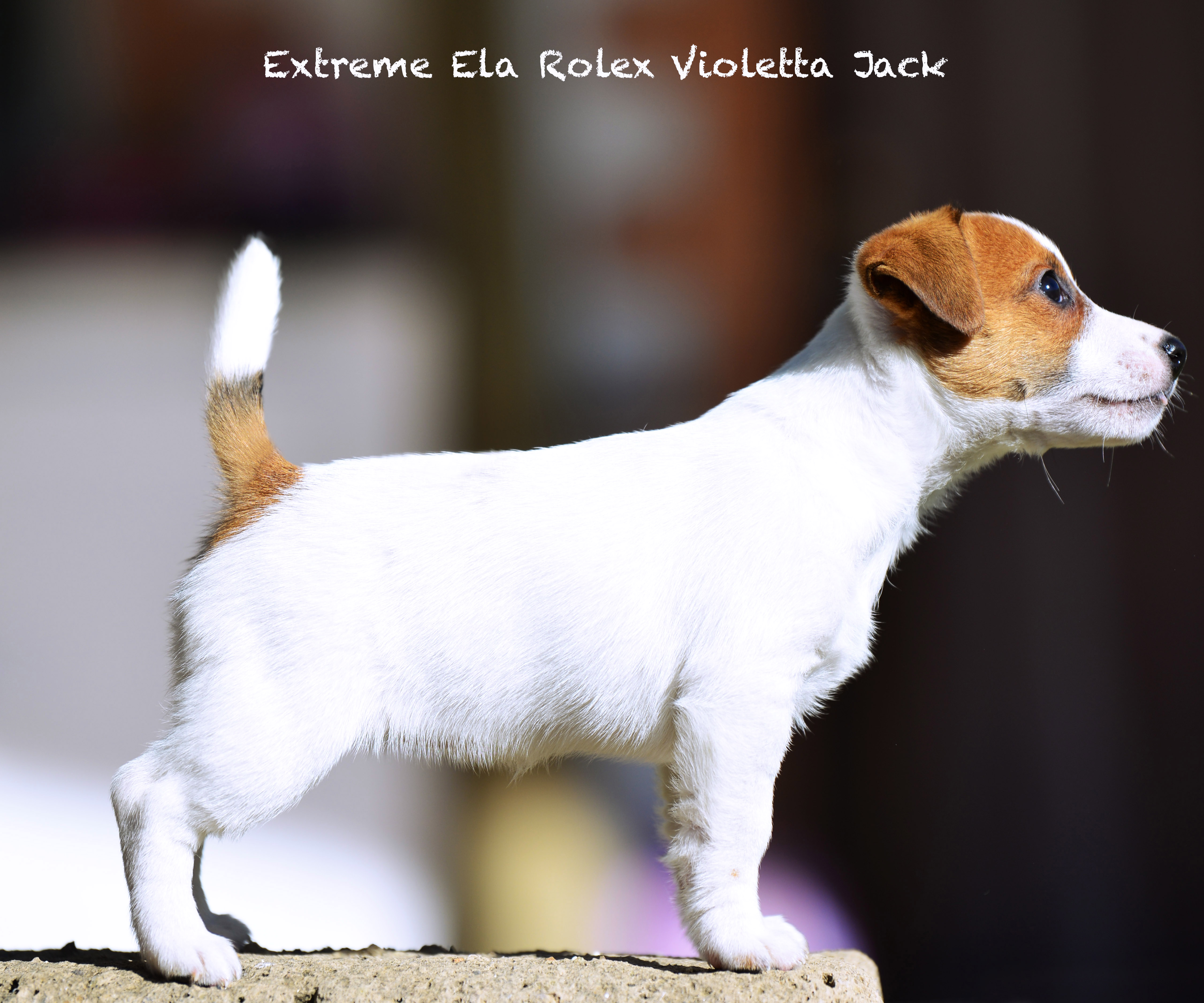  Extreme Ela Rolex Violetta Jack