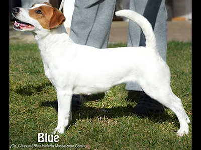 jCh Classical Blue Violetta Mascalzone Canino