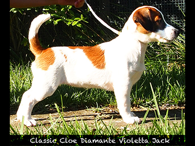  Classic Cloe Diamante Violetta Jack