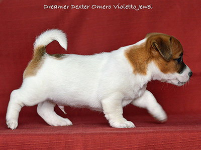  Dreaming Dexter Omnio Violetto Jewel