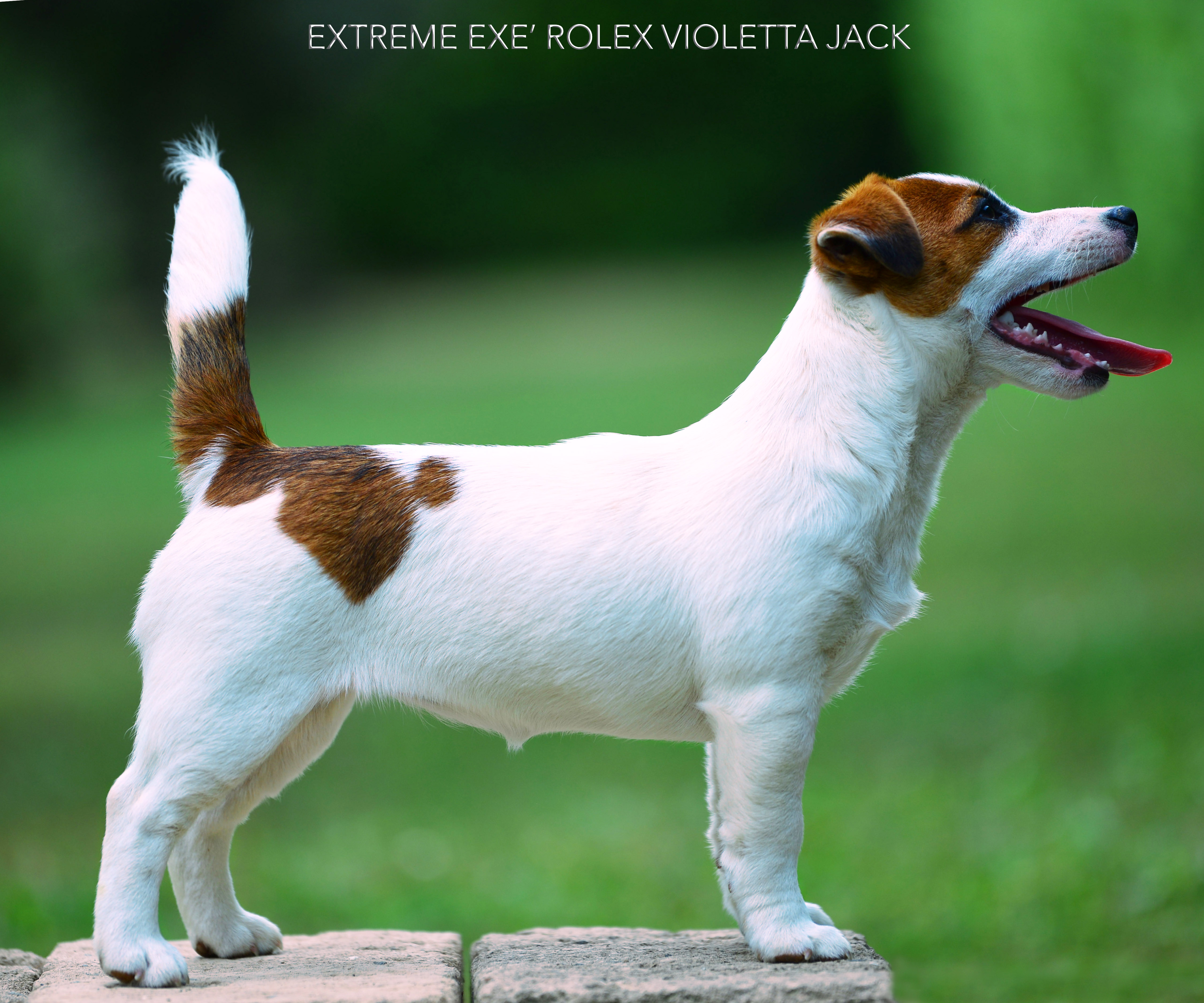  Extreme Exé Rolex Violetta Jack