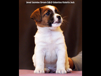  Jewel Jasmine Dream D&D Violetta Jack