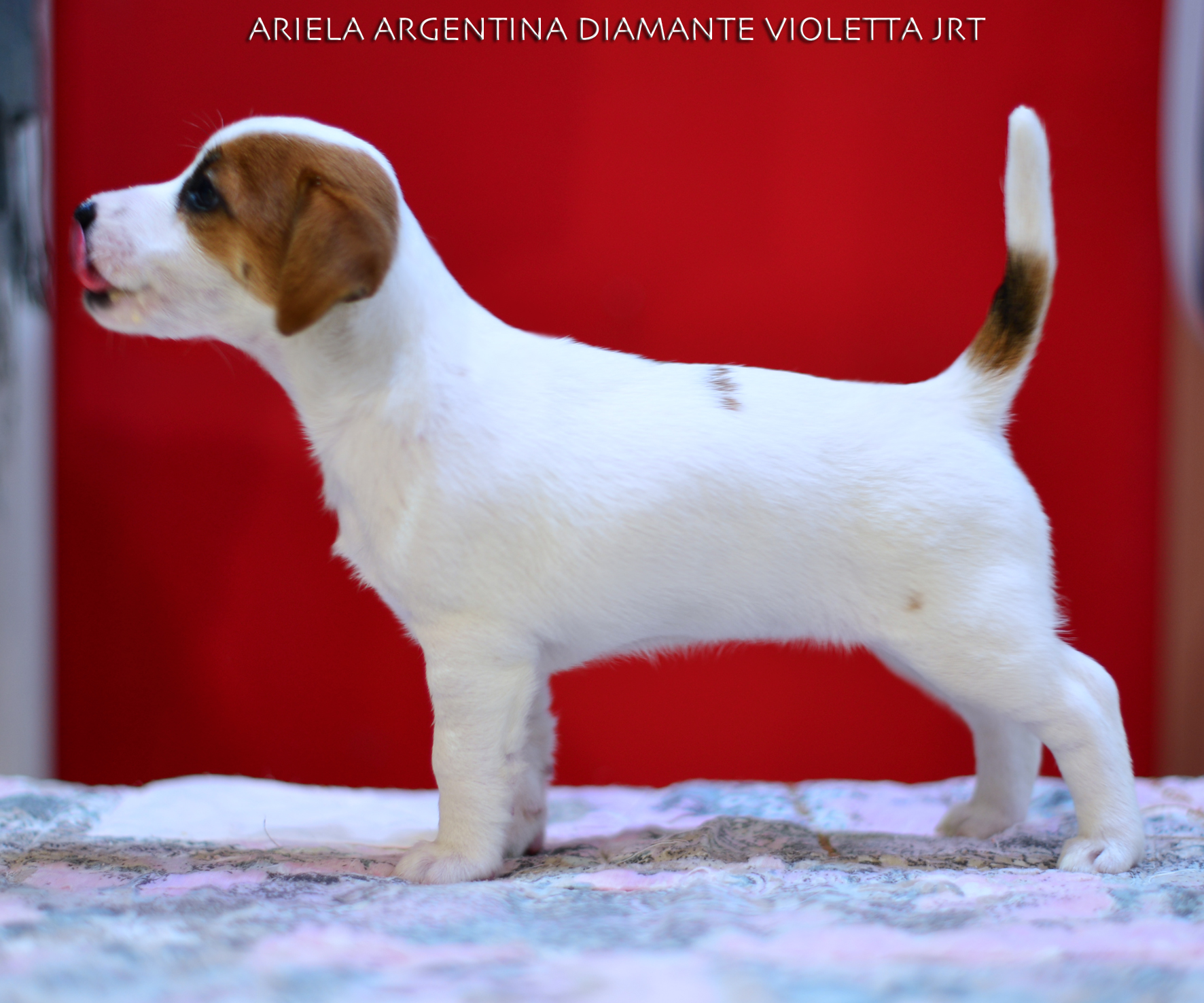  Ariela Argentina Diamante Violetta Jrt