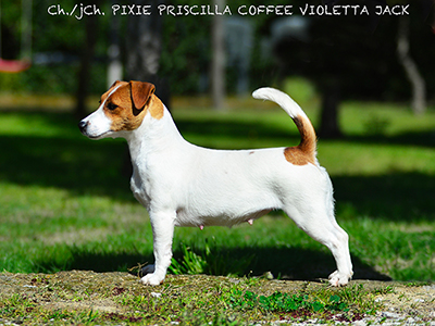 Ch/jCh Pixie Priscilla Coffee Violetta Jack