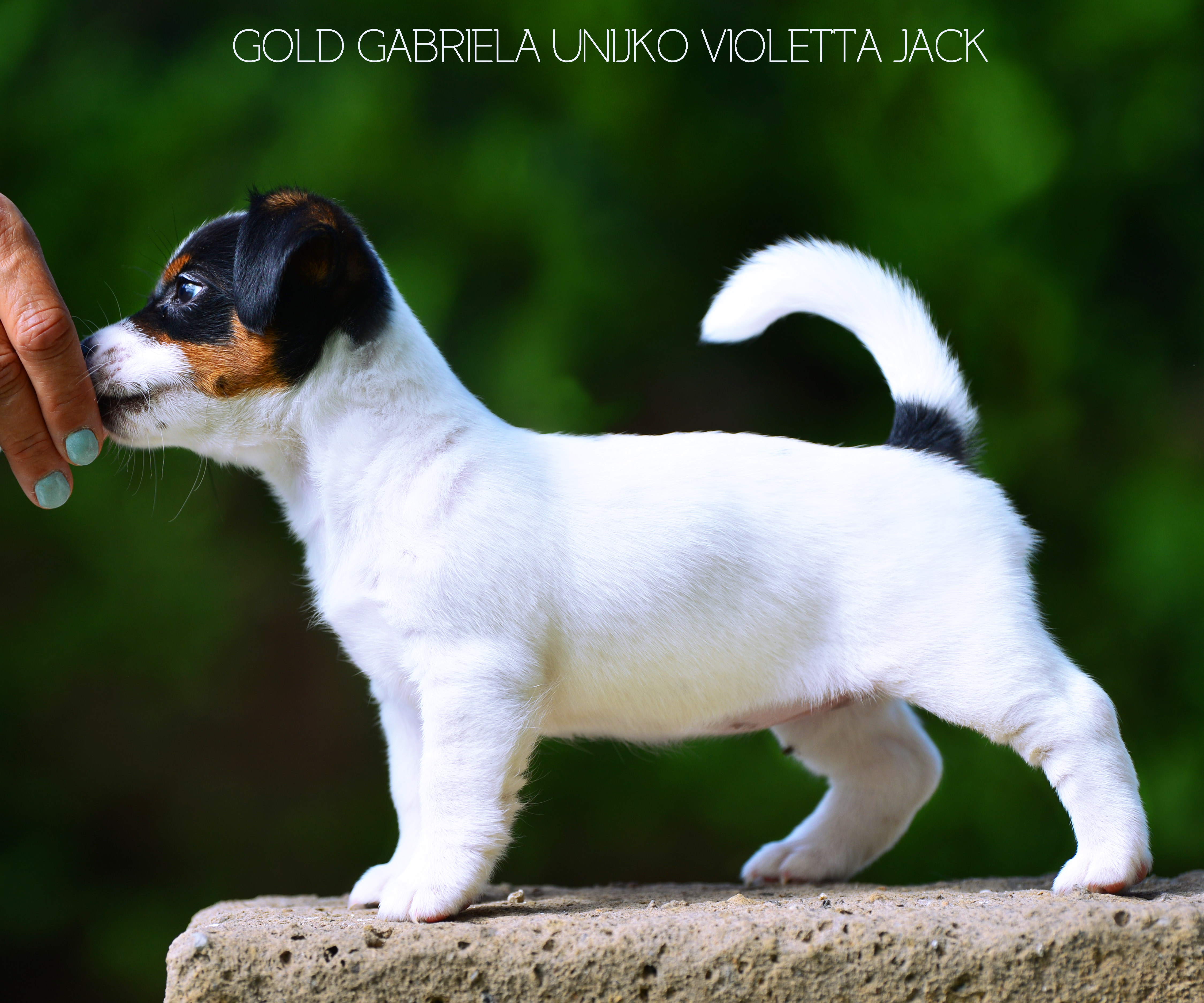  Gold Gabriela Unijko Violetta Jack