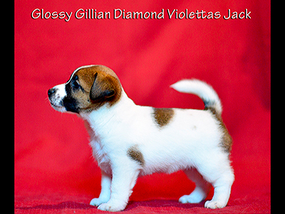  Glossy Gillian Diamante Violetta Jrt
