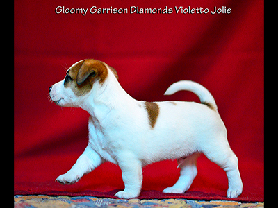  Gloomy Garrison Diamonds Violetto Jolie