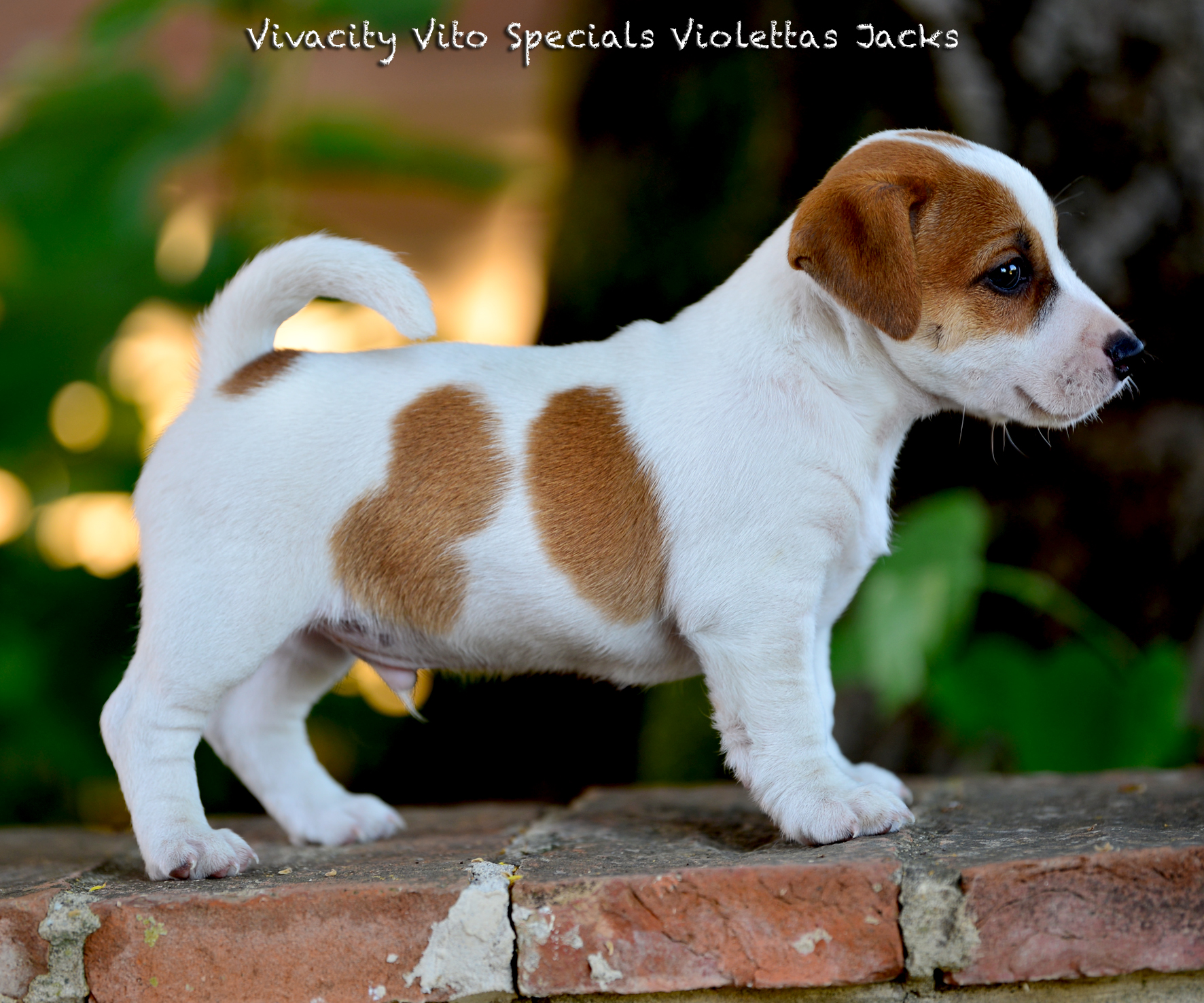  Vivacity Vito Specials Violettas Jacks