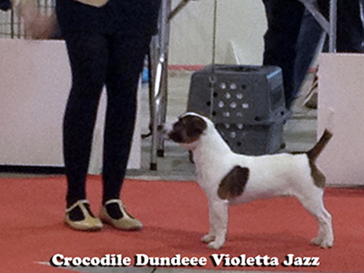  Crocodile Dundee Violetta Jazz