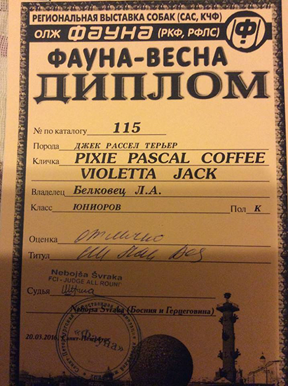 jCh Pixie Pascal Coffee Violetta Jack
