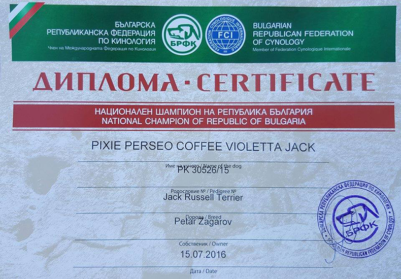 multi jCh Pixie Perseo Coffee Violetta Jack