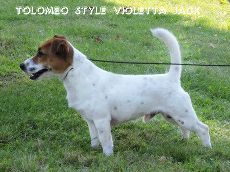 multi Ch/jCh Tolomeo Style Violetta Jack