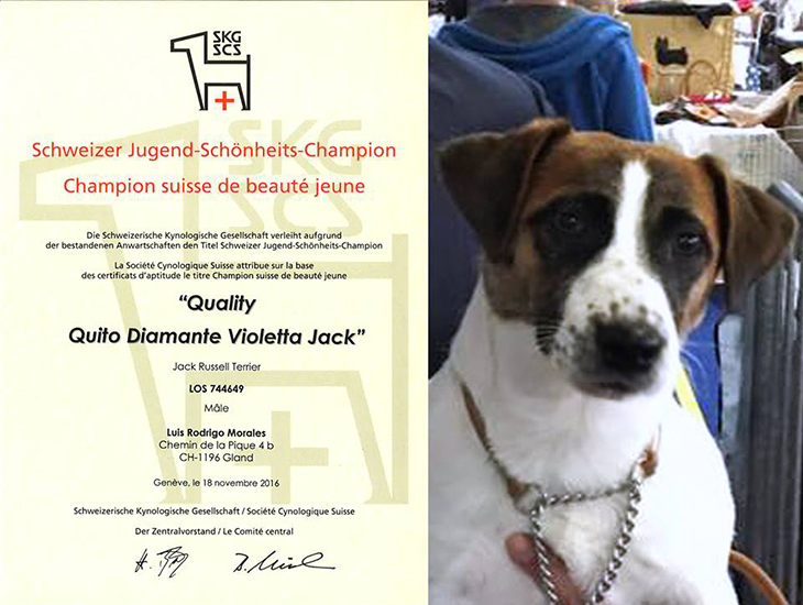 jCh Quality Quito Diamante Violetta Jack