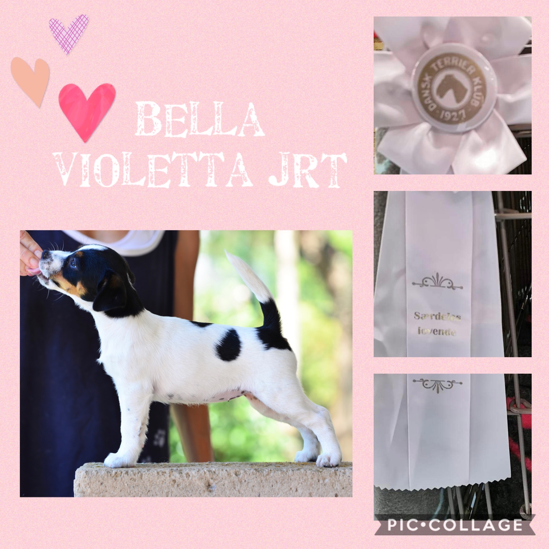  Bella Violetta Jrt