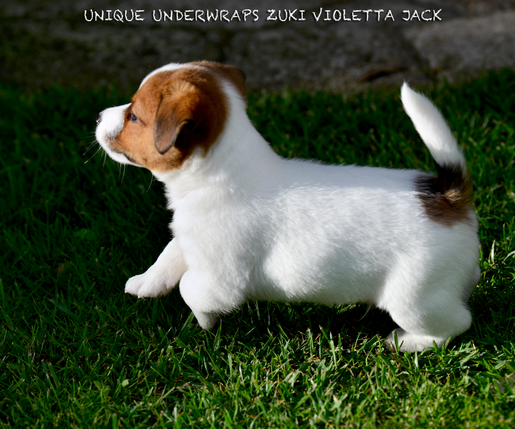 Ch Unique Underwraps Zuki Violetta Jack