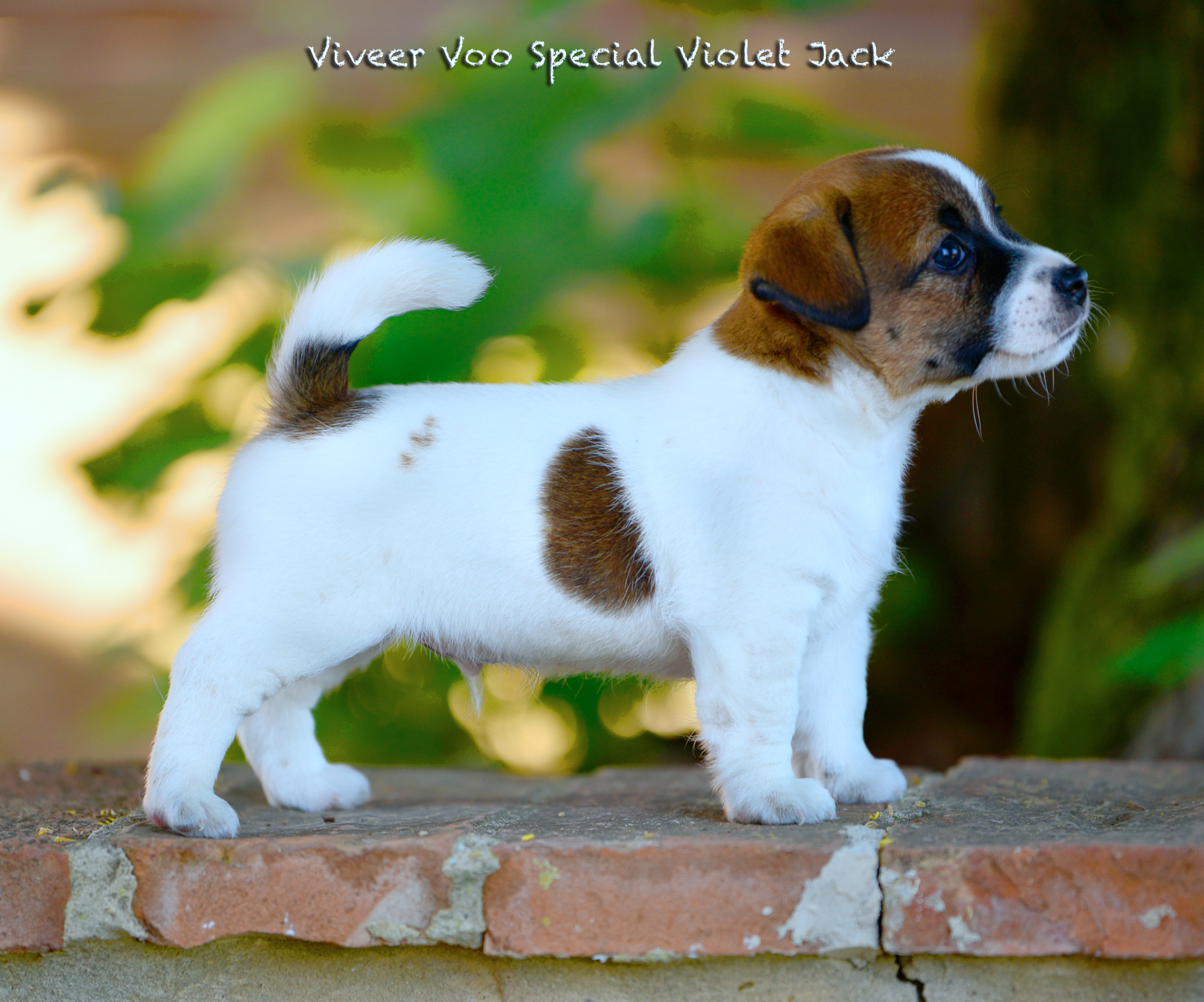  Viveer Voo Special Violet Jack