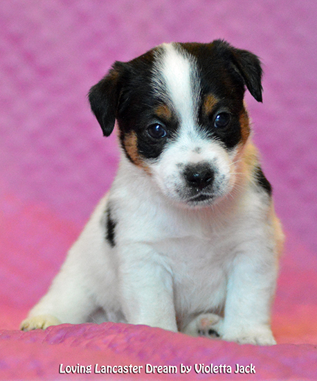 Loving Lancaster Dream Violetta Jrt