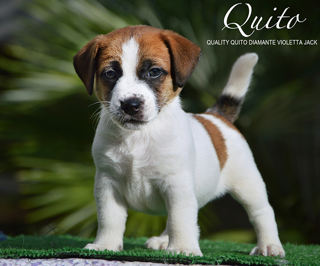 jCh Quality Quito Diamante Violetta Jack