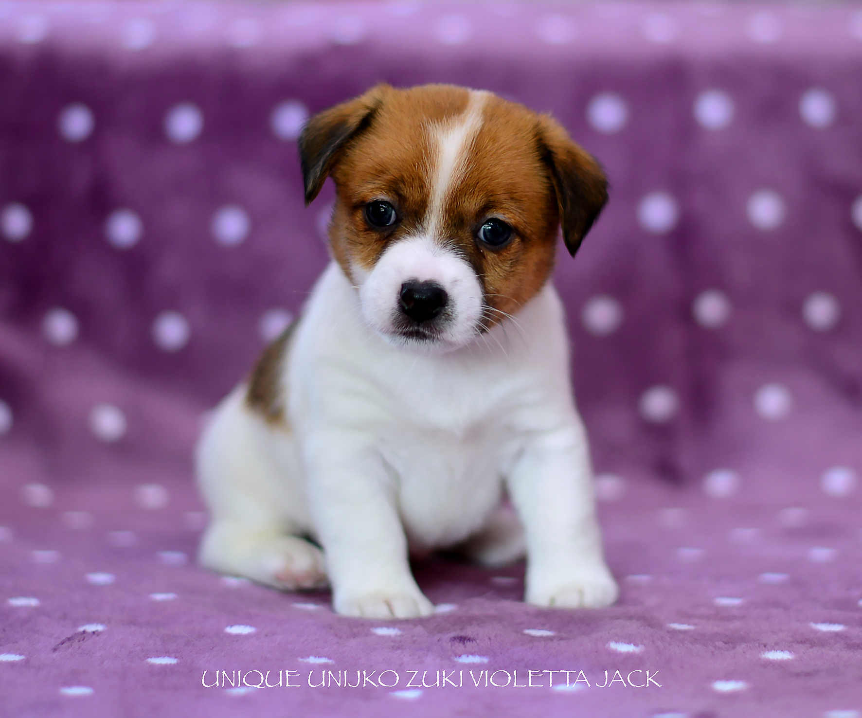  Unique Unijko Zuki Violetta Jack