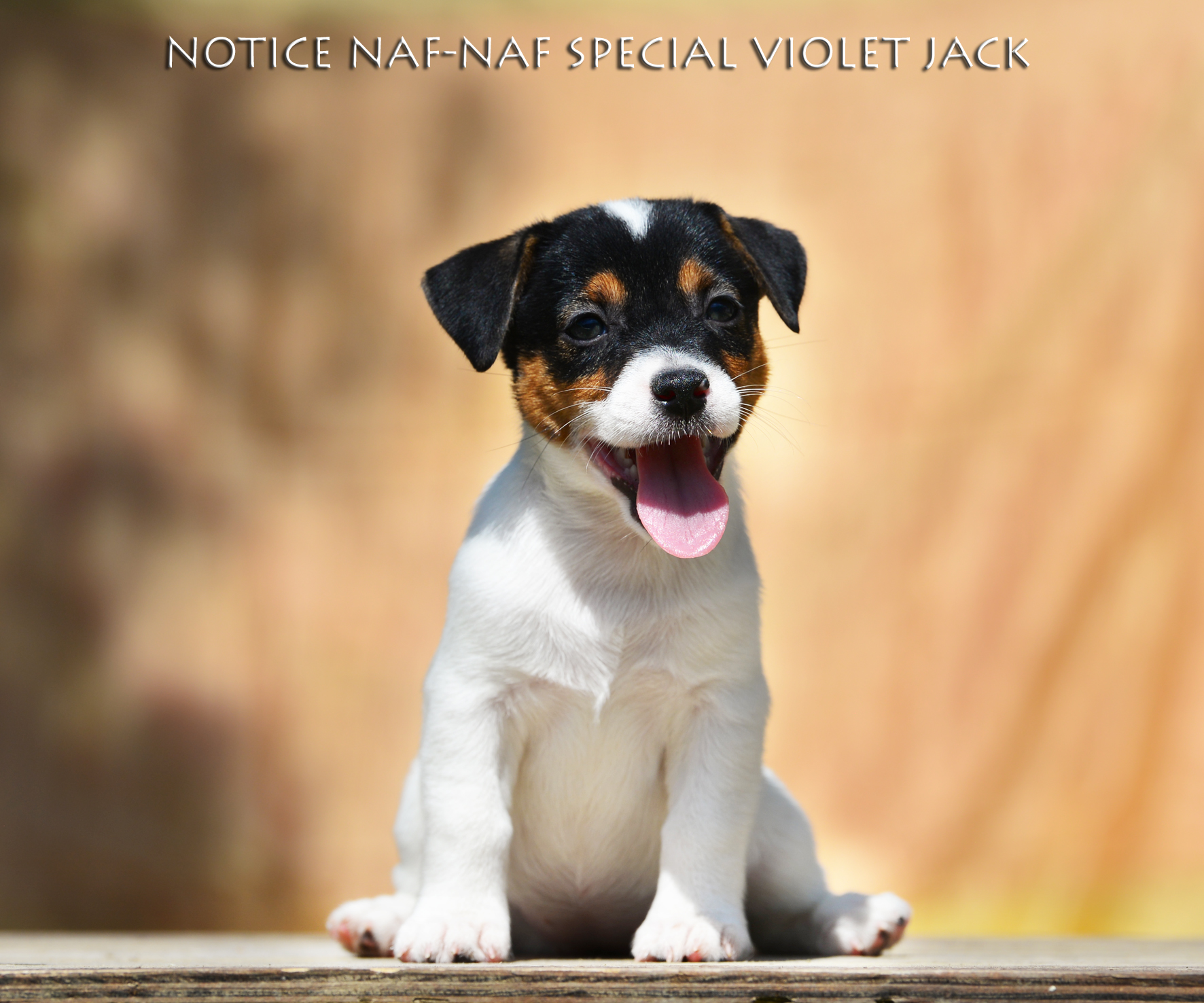  Notice Naf-Naf Special Violetta Lemosa Jrt