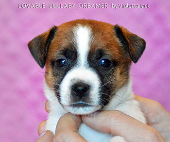  Lovable Lullaby Dreaming Vijolet Jacky