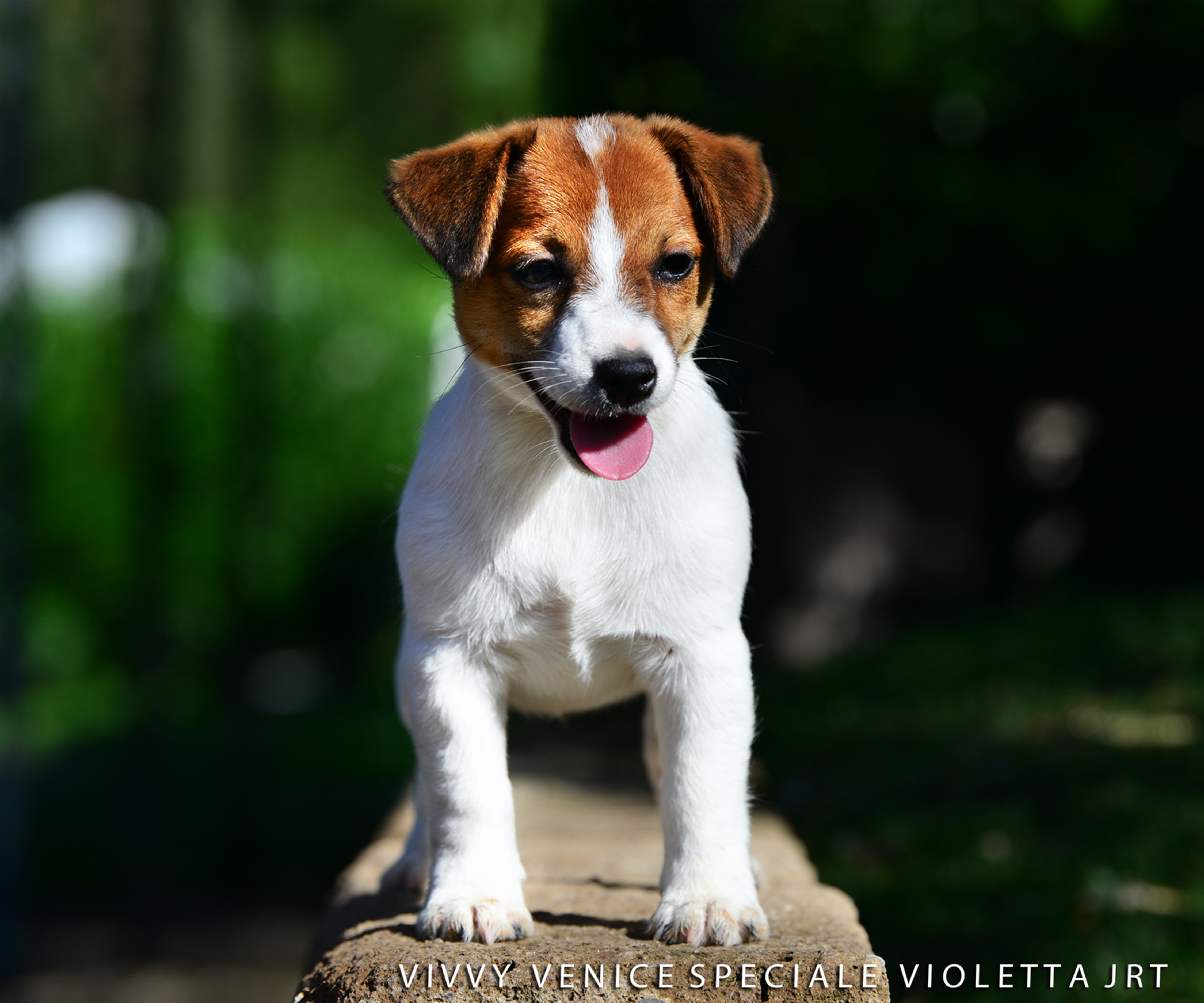  Vivvy Venice Speciale Violetta Jrt