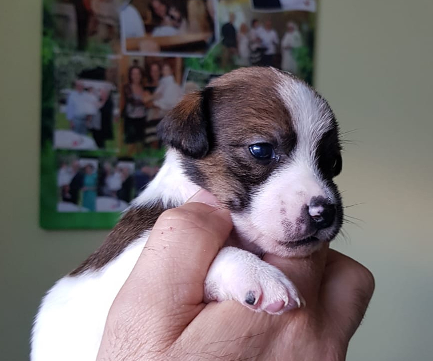  Baboo Bubble Kinga Piperitas Violetta Jrt