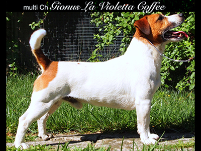 multi Ch/jCh Gionus La Violetta Coffee