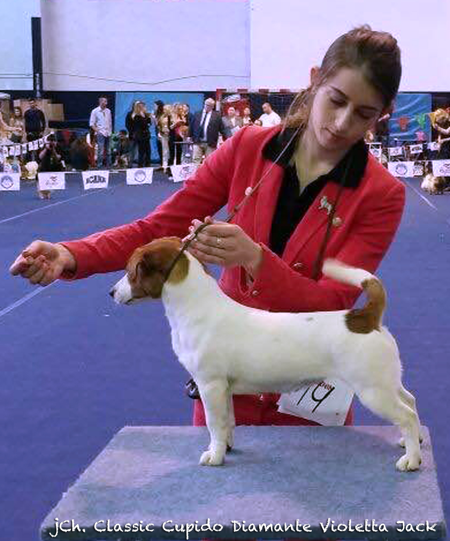Ch/jCh Classic Cupido Diamante Violetta Jack