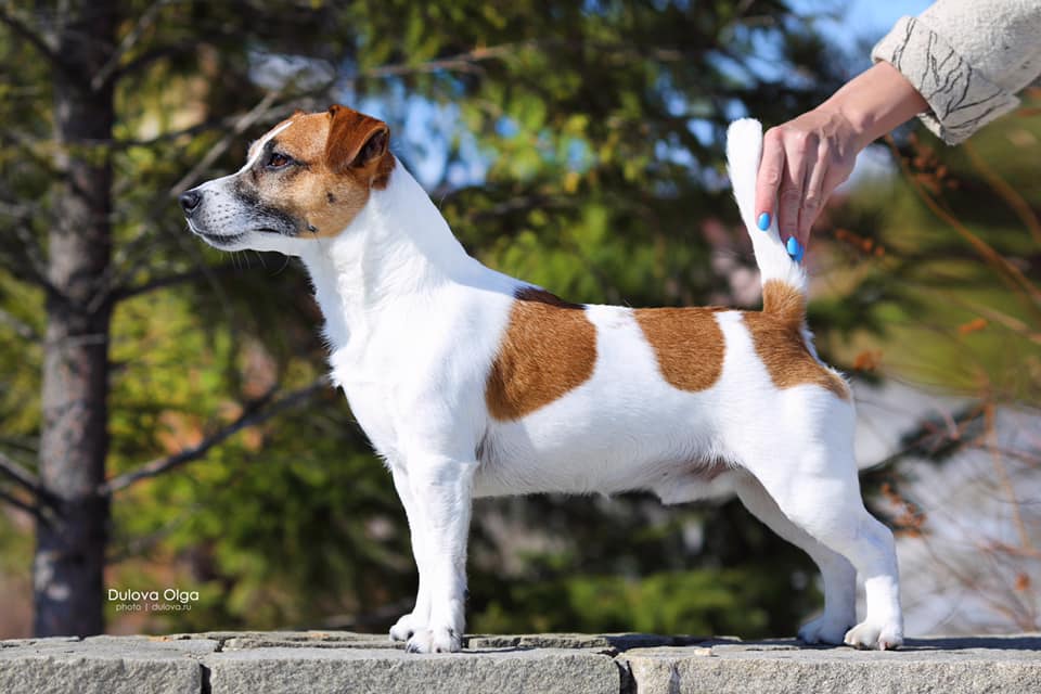 multi Ch/jCh Dollar Diamond Dream Violetta Jack