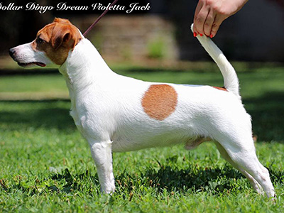 Ch/jCh Dollar Dingo Dream Violetta Jack