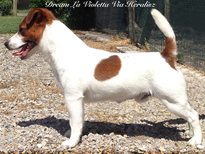 multi Ch/jCh Dream La Violetta Via Heraltisz