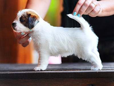 Rainslow Rochelle Diamond Violet Luis Jrt