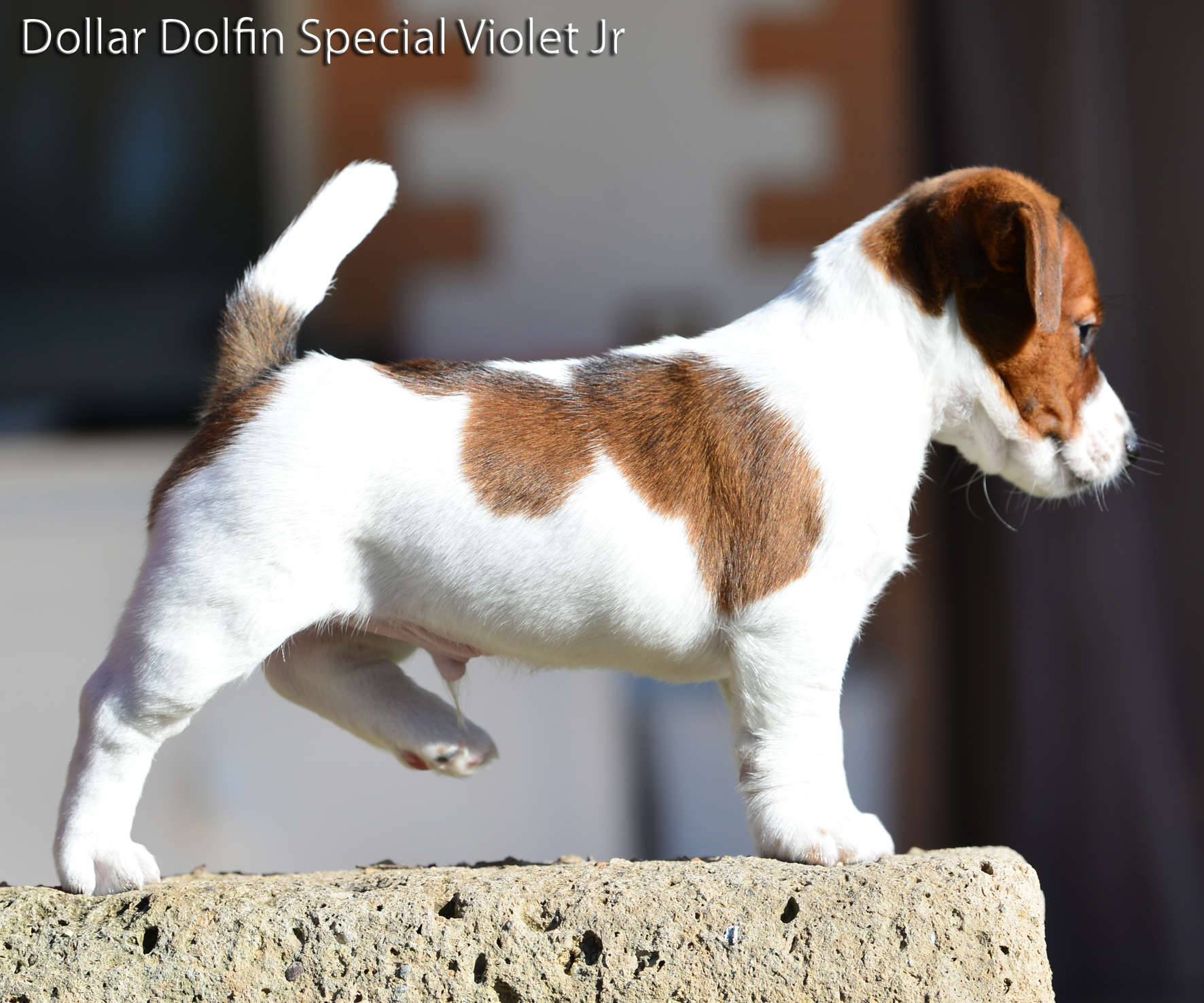  Dollar Dolfin Special Violet Jr