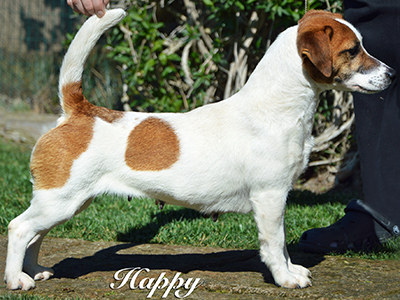multi Ch/jCh Happy Honey La Violetta Magor