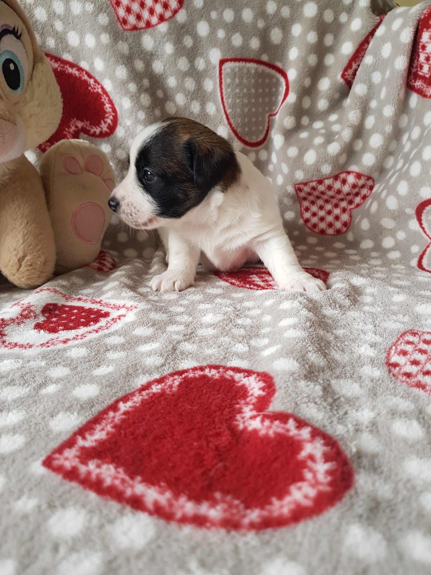  Joyay Jasmine Maky Piperita Violetta Jrt