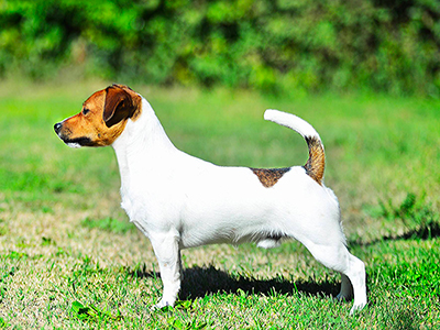 multi Ch Kougar King Speciale Piperita Violetta Jrt