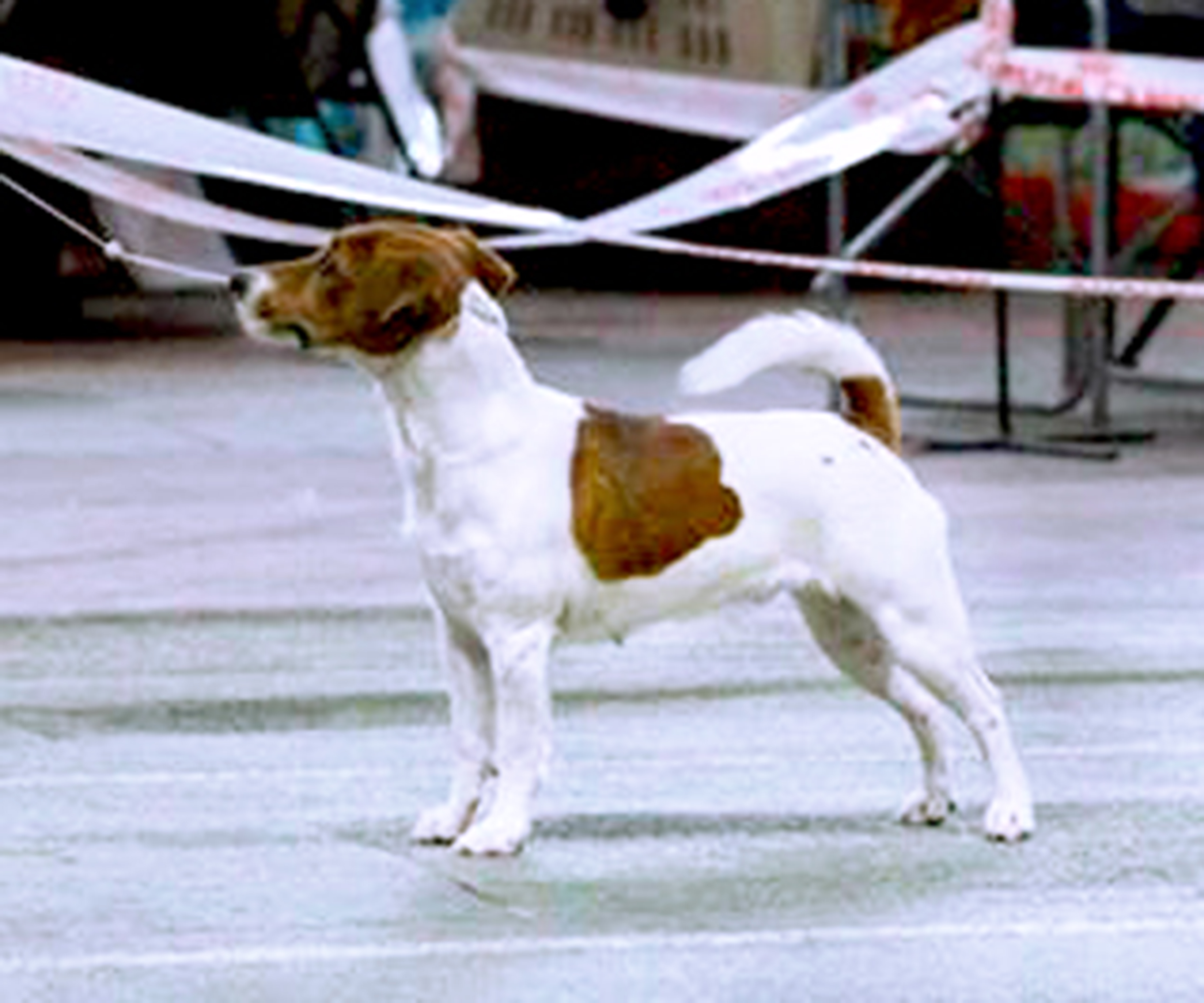 multi Ch/jCh Magic Mia Dream Violetta Jack Kennel