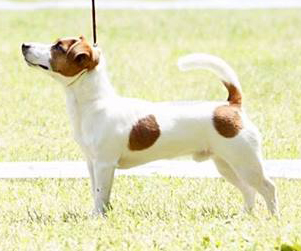 Zephyr Zenit Valentino D&D Violetta Jack