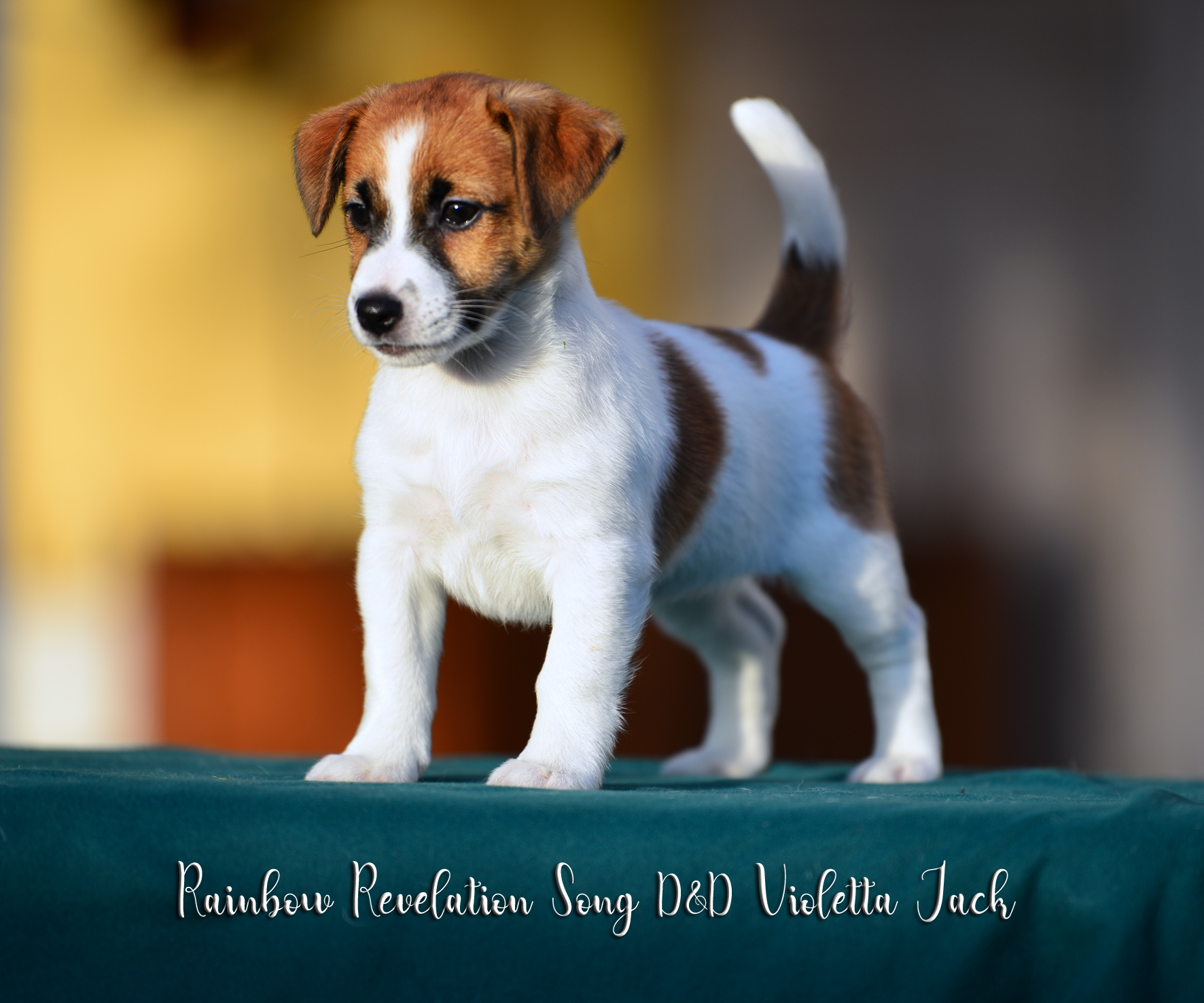  Rainbow Revelation Song D&D Violetta Jack