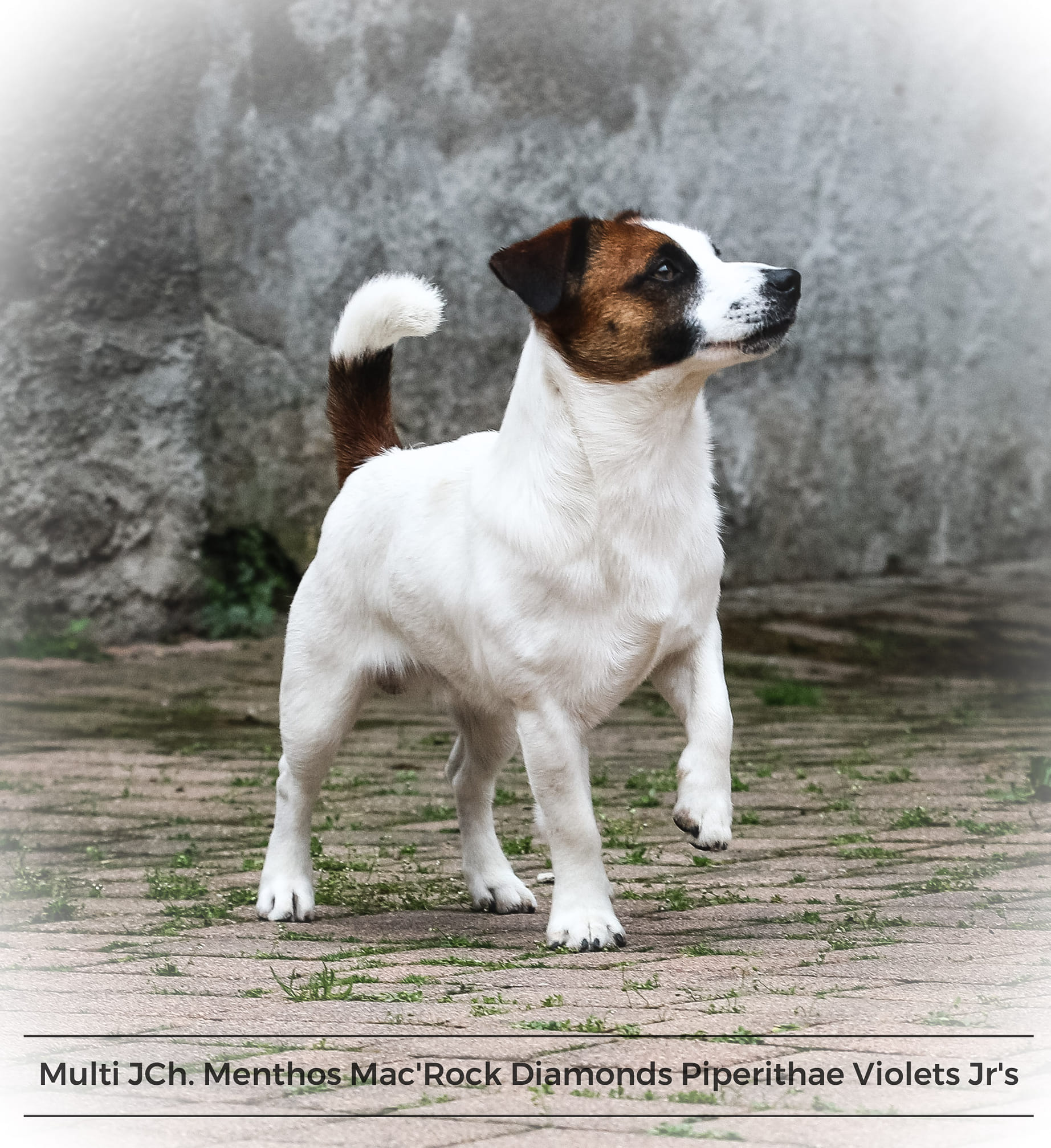 multi jCh Menthos Mac'Rock Diamonds Piperithae Violets Jr's