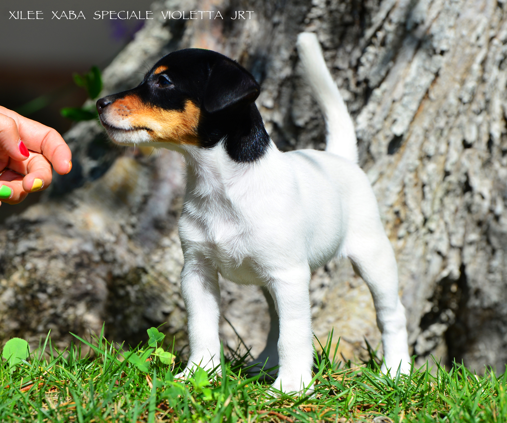  Xilee Xaba Speciale Violetta Jrt