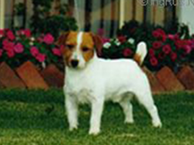 Ch Myrmidon Jack Niz