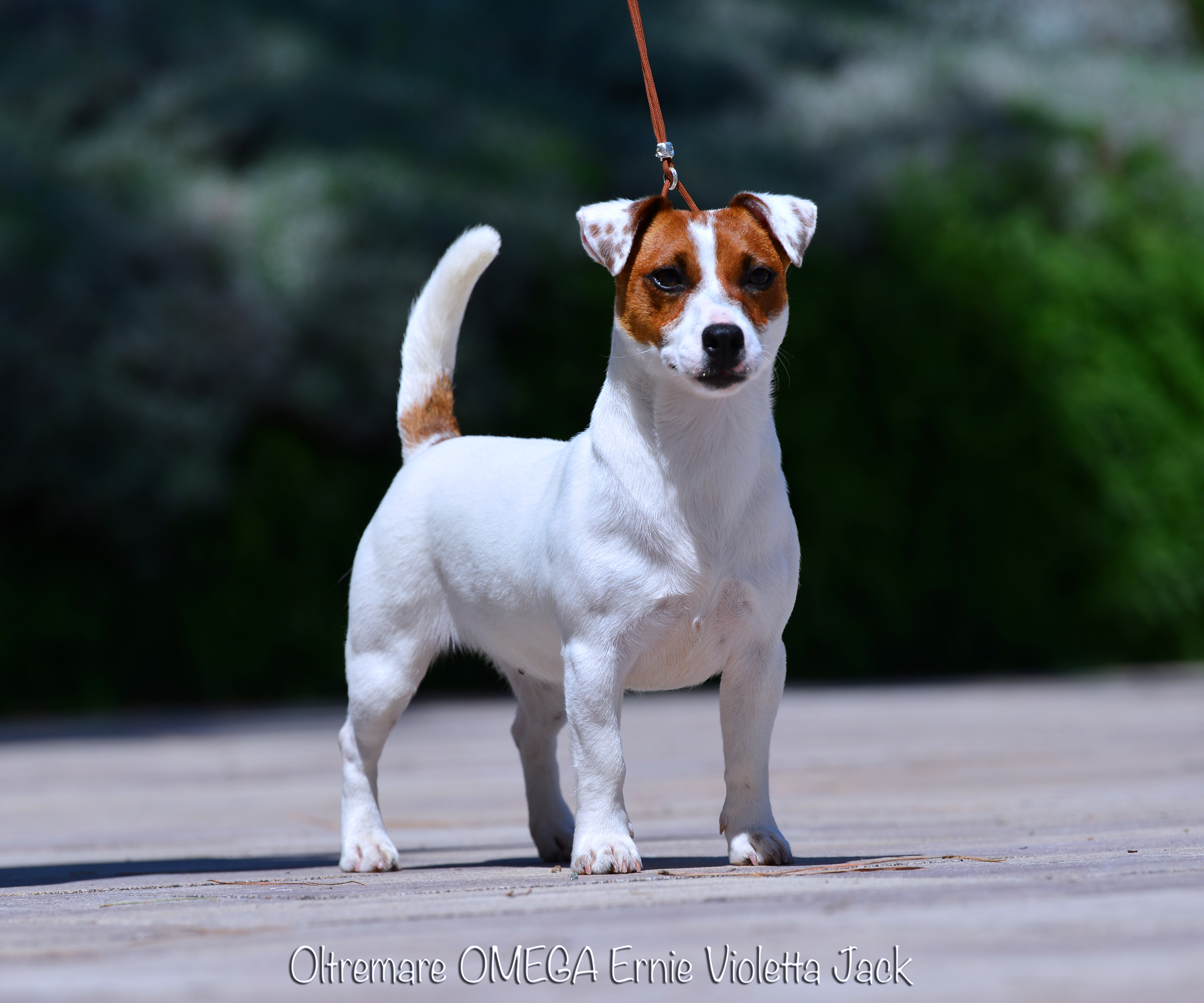 Ch Oltremare Omega Ernie Violetta Jack