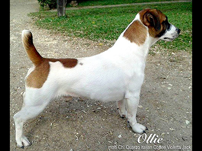 multi Ch Quarzo Italian Coffee Violetta Jack