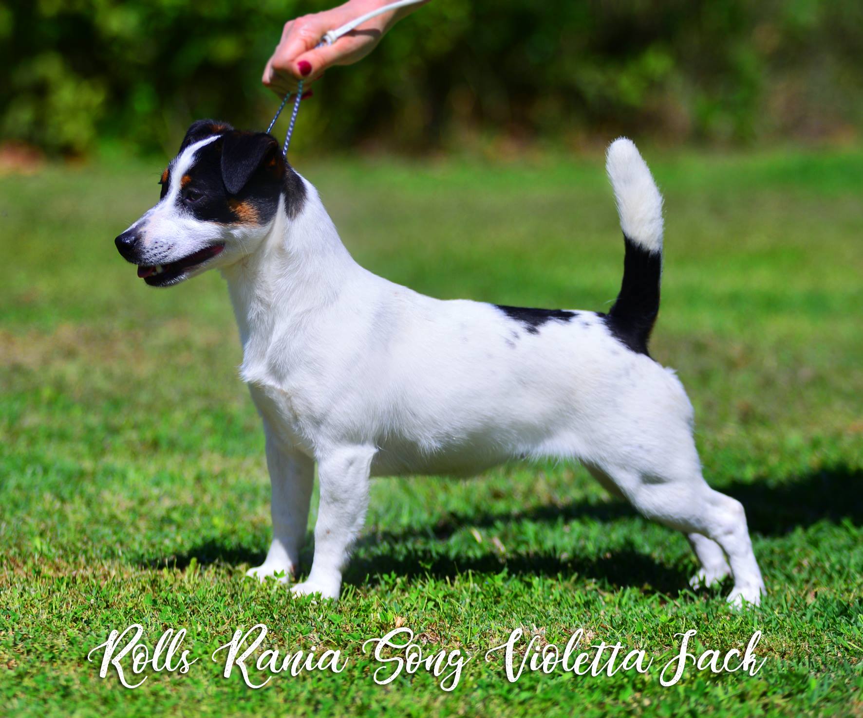 multi Ch Rolls Rania Song Violetta Jack