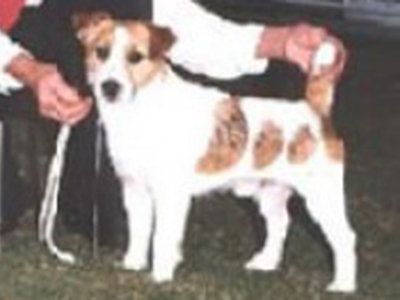 Ch Myrmidon Jack Rascal