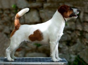 multi Ch Royal Fox Newton Apple Story