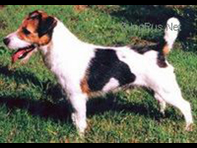 Ch Bromley Barnaby Rudge